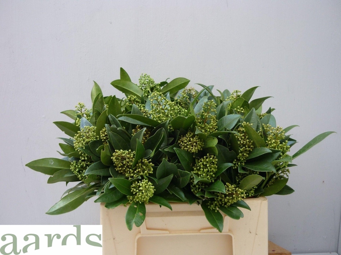 <h4>SKIM C KEW GREEN BS</h4>