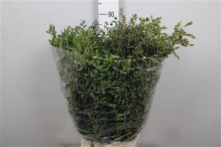 <h4>Euc Parvifolia Extra 300gr</h4>