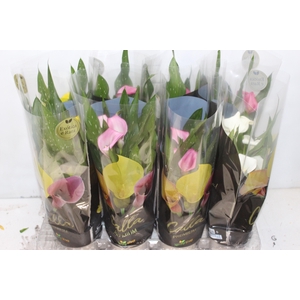 CALLA COLORIDA P14 PREMIUM