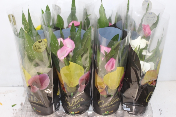 <h4>CALLA COLORIDA P14 PREMIUM</h4>