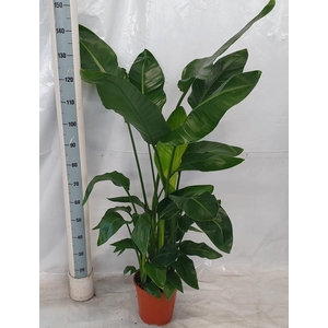 STRELITZIA NICOLAI