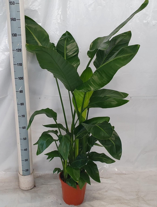 <h4>STRELITZIA NICOLAI</h4>