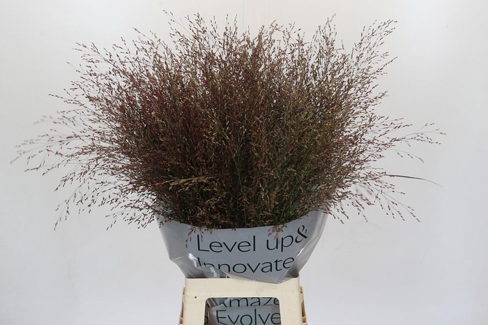 Panicum Virgatum Warrior