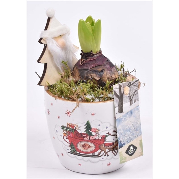 <h4>Arrangementen Hyacinthus 6%</h4>