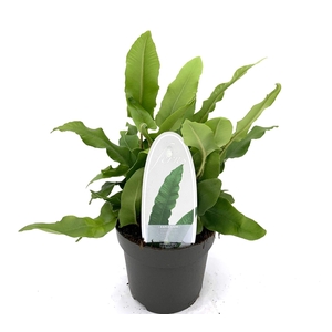 Asplenium scolopendrium