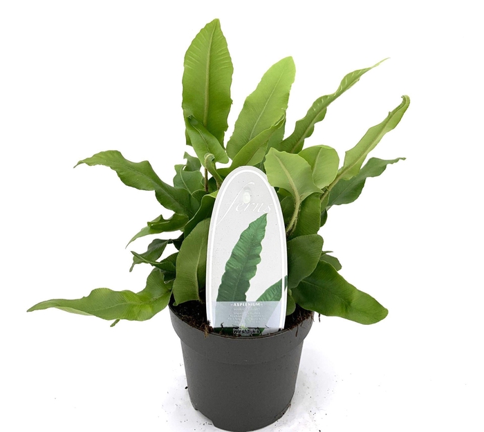 <h4>Asplenium scolopendrium</h4>
