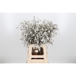 Chasmantium Kl Bh Platina