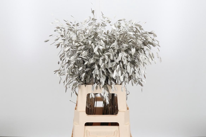 <h4>Chasmantium Kl Bh Platina</h4>