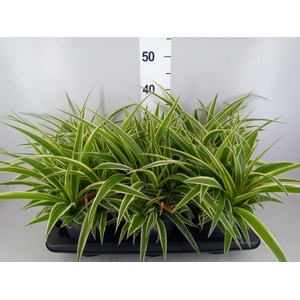 Chlorophytum com. 'Ocean'