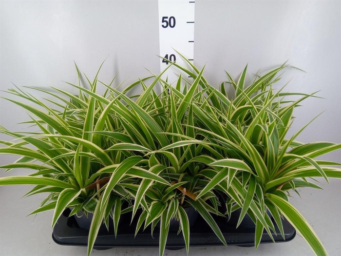 <h4>Chlorophytum com. 'Ocean'</h4>