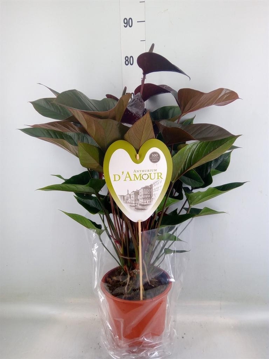 <h4>Anthurium andr. 'Beauty Black'</h4>