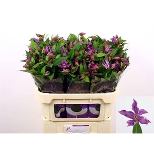 CLEMATIS AMAZING GENEVA