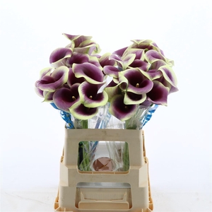 Calla Ranomi