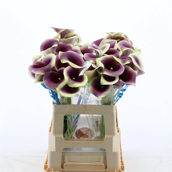 <h4>Calla Ranomi</h4>