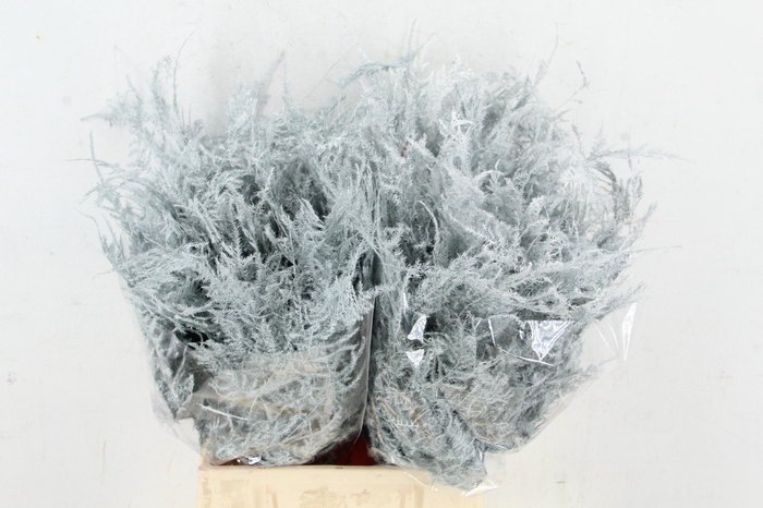 <h4>Asp IT 1e Veren Wit</h4>