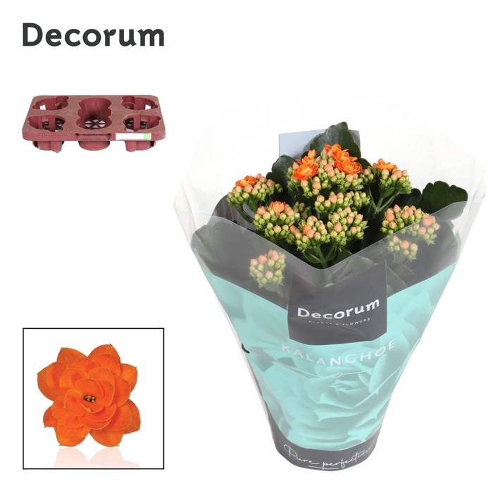 <h4>Kalanchoe Decorum - Orange</h4>