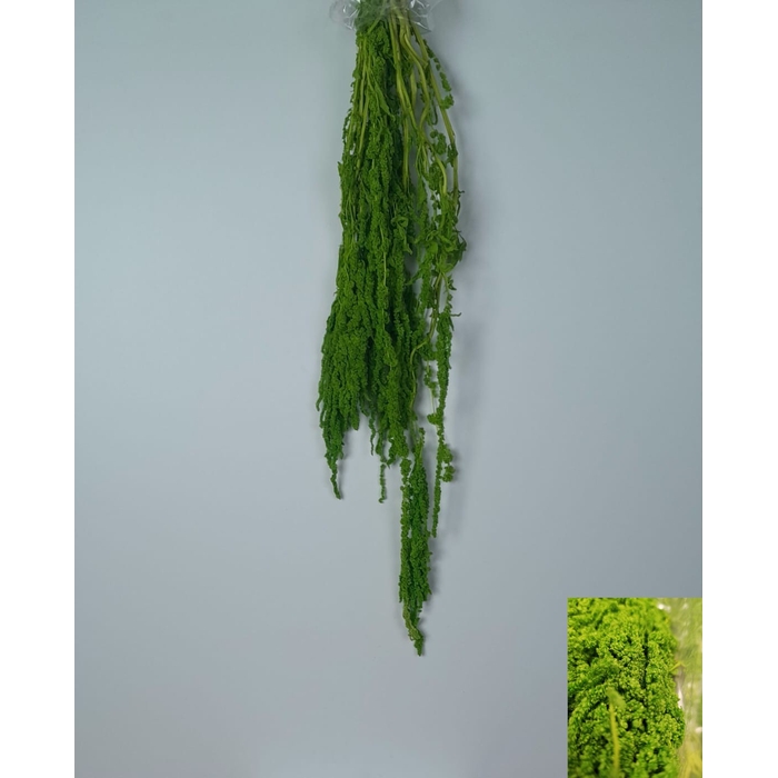 <h4>GESTABILISEERD AMARANTHUS (H) APPELGROEN</h4>