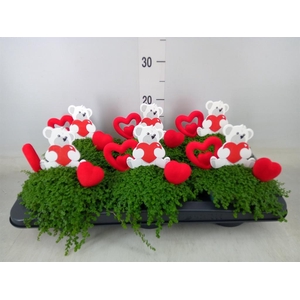 Soleirolia soleirolii   ...green