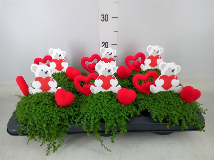 <h4>Soleirolia soleirolii   ...green</h4>