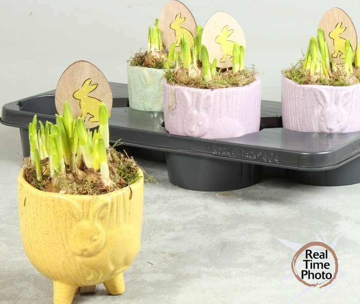 <h4>ARR NARCISSUS</h4>