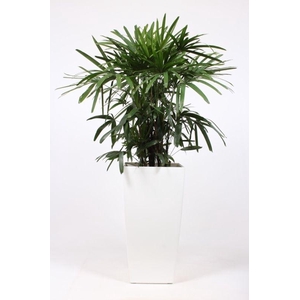 Rhapis excelsa in Piza pot 