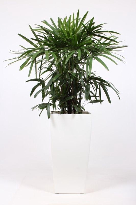 <h4>Rhapis excelsa in Piza pot "wit"</h4>
