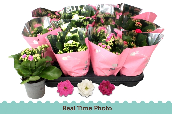 <h4>KAL GE GEM 3 KL</h4>