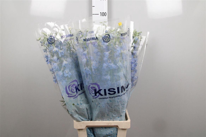 <h4>Delph En Sky Waltz (x40)</h4>