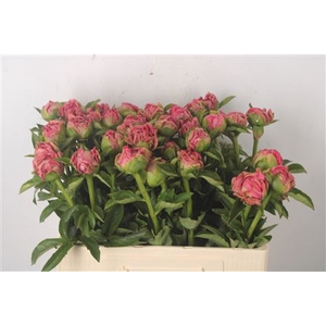 Paeonia Pink Choice