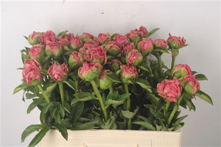 <h4>Paeonia Pink Choice</h4>