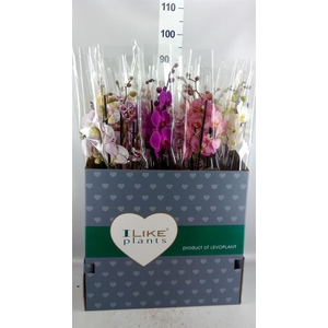 Phalaenopsis   ...mix