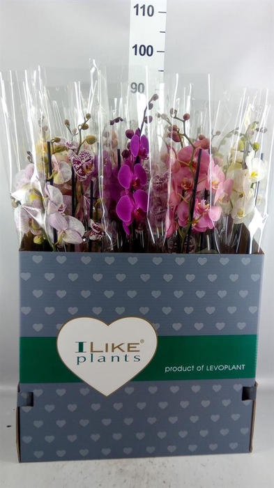 <h4>Phalaenopsis   ...mix</h4>