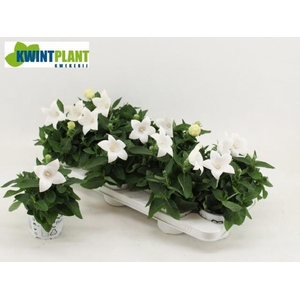 PLATYCO GR ASTRA WHI