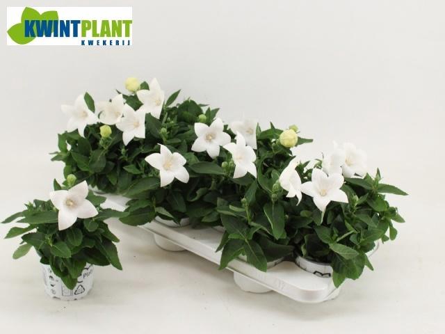 <h4>PLATYCO GR ASTRA WHI</h4>