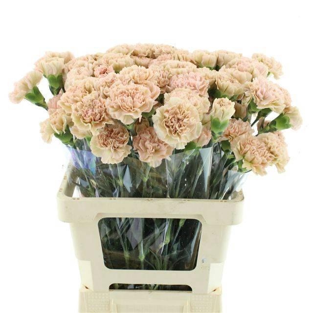 <h4>DI ST LEGE MARRONE</h4>