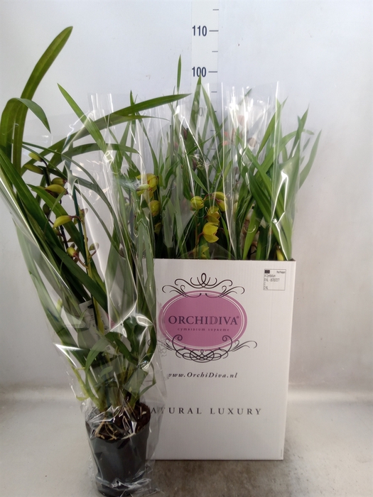 <h4>Cymbidium   ...mix</h4>