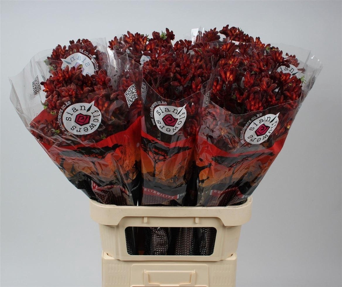 <h4>Anigoz Early Spring</h4>