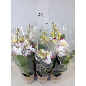 Phalaenopsis multi. 'FC Safe Haven'