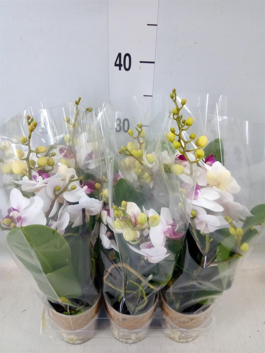 <h4>Phalaenopsis multi. 'FC Safe Haven'</h4>