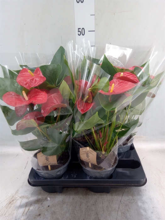 <h4>Anthurium andr. 'Casparo'</h4>