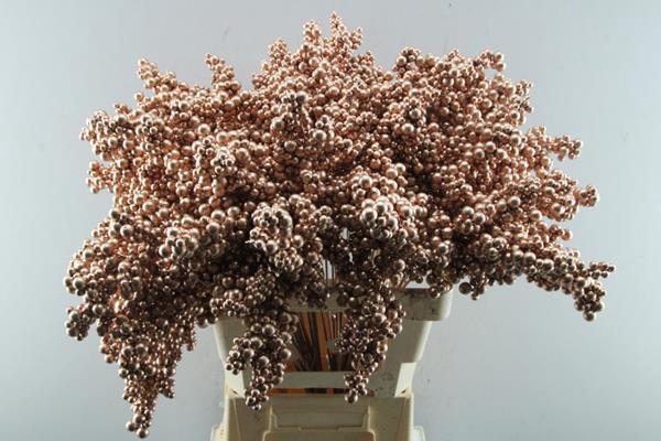 <h4>Peper Bes Op Stok Koper</h4>