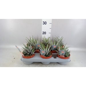 Haworthia fasciata 'Alba'