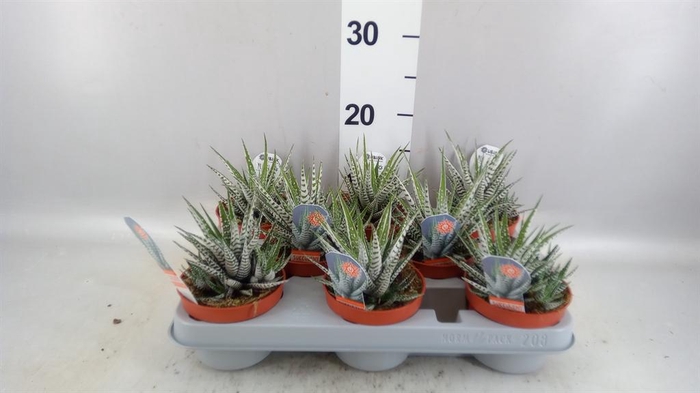 <h4>Haworthia fasciata 'Alba'</h4>