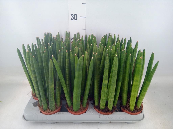 <h4>Sansevieria cyl.  ...</h4>