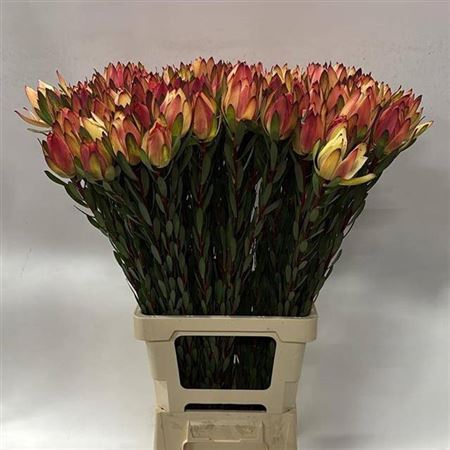 <h4>Leucad Mountain Rose</h4>