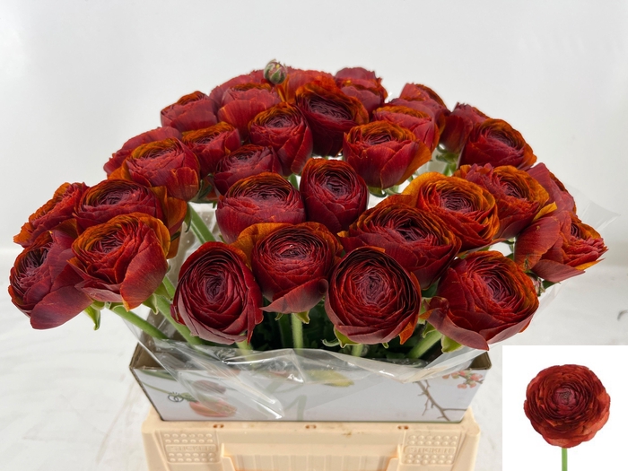 <h4>RANUNCULUS OV</h4>