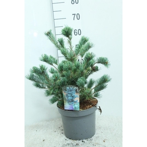 Pinus parv. 'Negishii' P26 potgedrukt