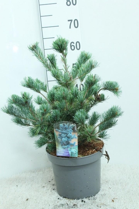 <h4>Pinus parv. 'Negishii' P26 potgedrukt</h4>