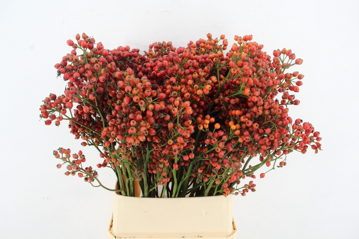 <h4>ROSA MAG SUNSET 90CM</h4>