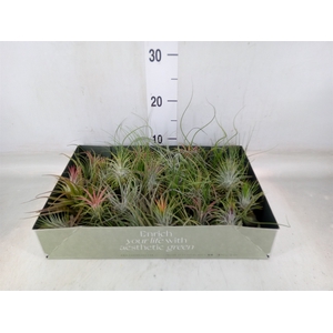 Tillandsia